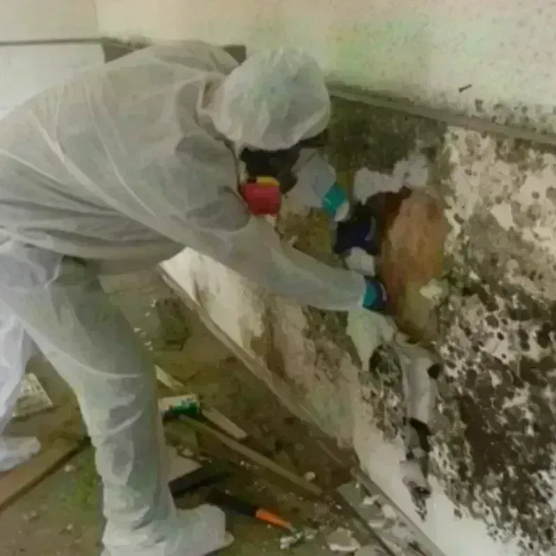 Mold Remediation and Removal in Croswell, MI